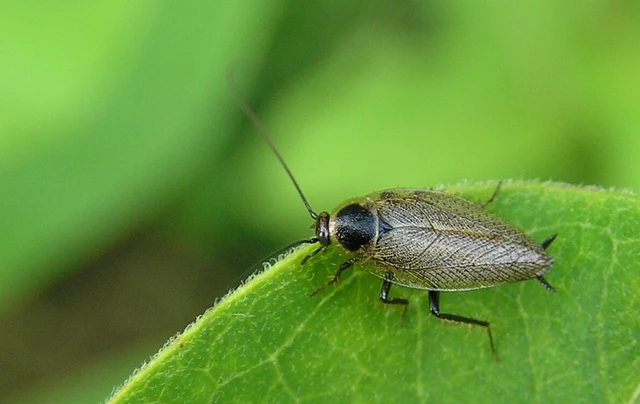 Blattodea - Csótányok Blattodea - Csótányok