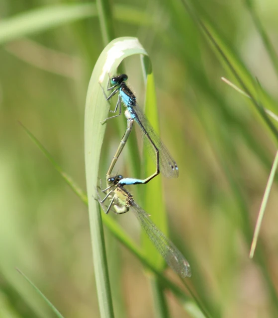 Ischnura elegans pontica - kéköves légivadász