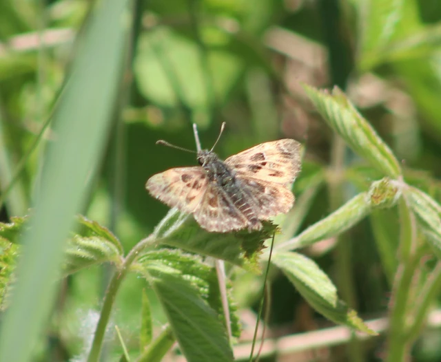 Carcharodus alceae - mályva-busalepke