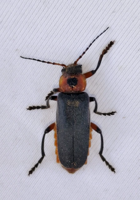 Cantharis rustica - suszterbogár