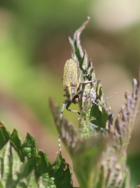 Agapanthia villosoviridescens - fehérgyűrűs bogáncscincér