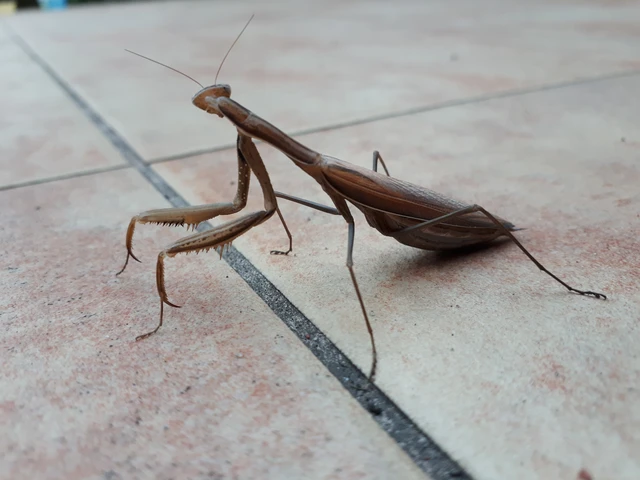 Mantis religiosa - imádkozósáska