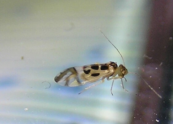 Psocoptera - Fürgetetvek