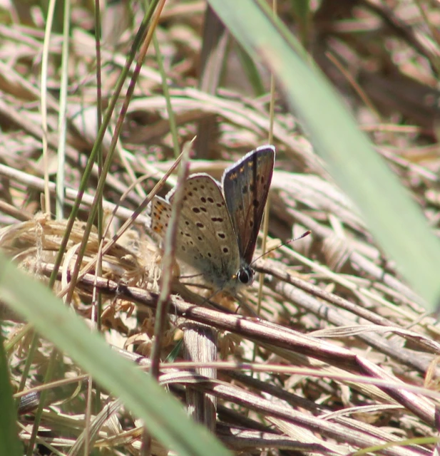 Lycaena tityrus - barna tűzlepke