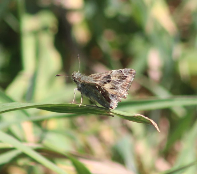 Carcharodus alceae - mályva-busalepke