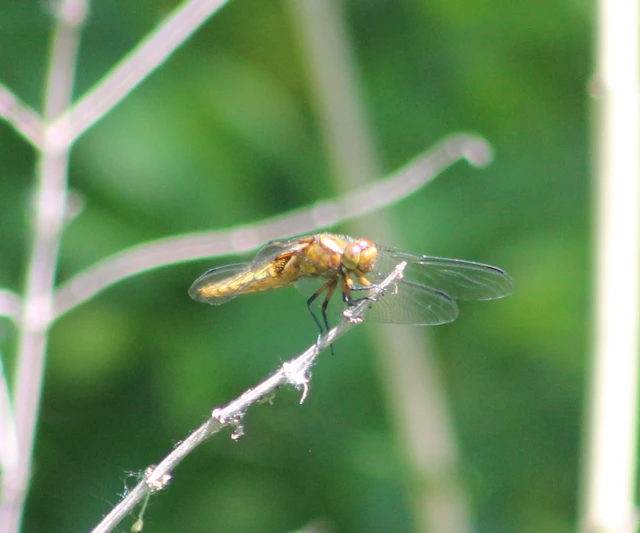 Libellula depressa - széles laposacsa