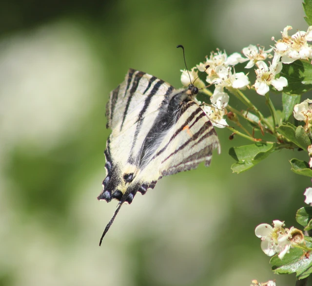 Iphiclides podalirius - kardoslepke