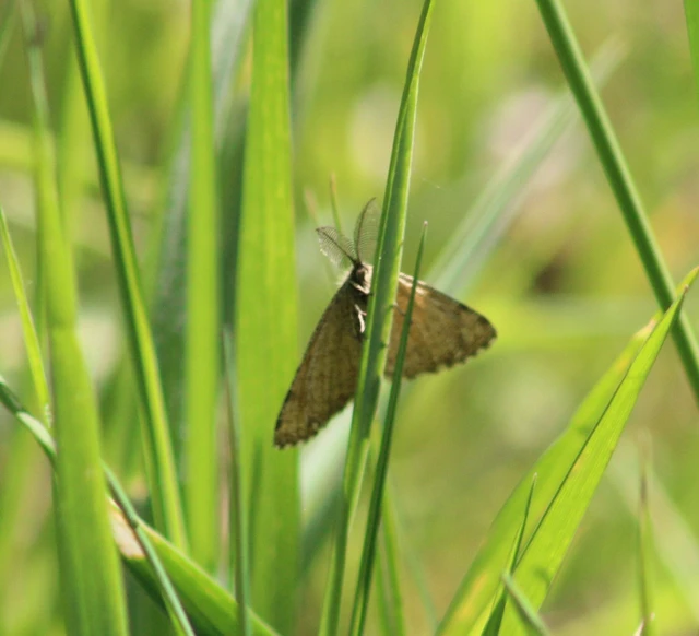 Ematurga atomaria - barna rétiaraszoló