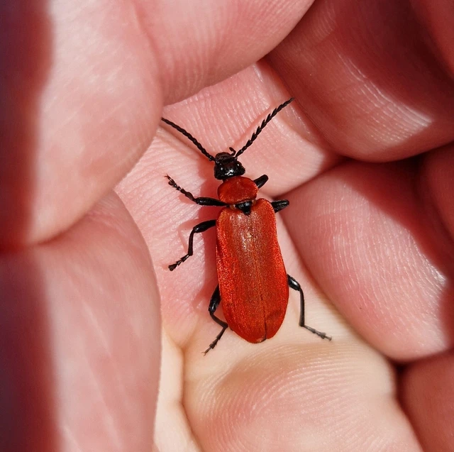 Pyrochroa coccinea - nagy bíborbogár