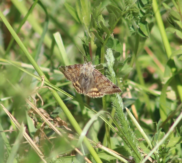 Euclidia glyphica - közönséges nappalibagoly
