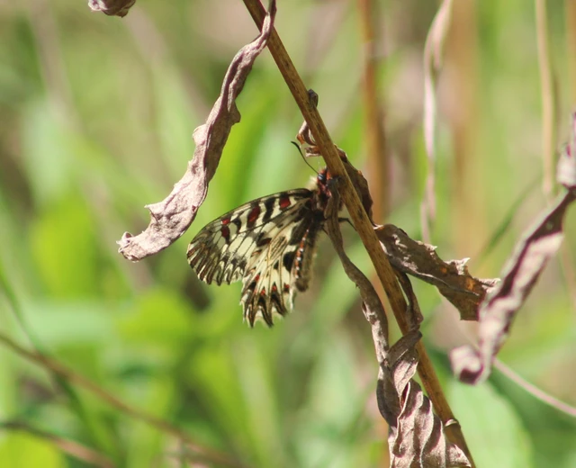 Zerynthia polyxena - farkasalmalepke