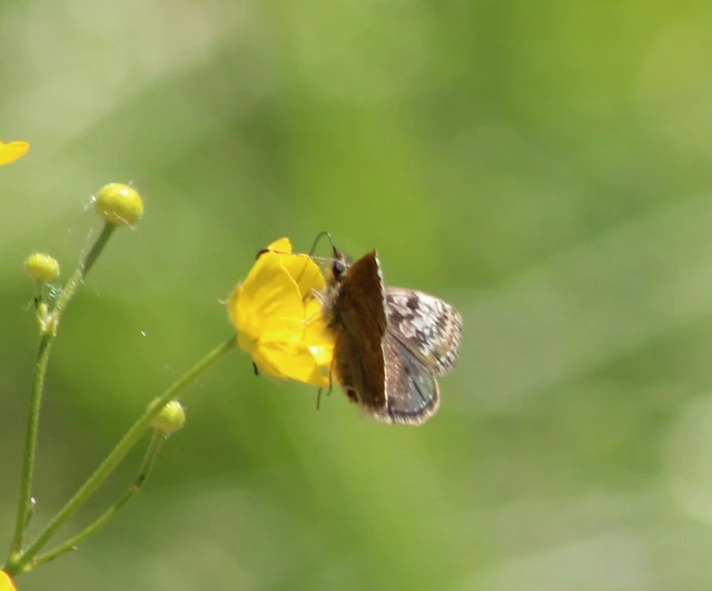 Erynnis tages - cigánylepke