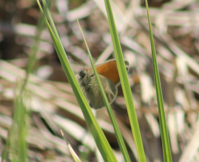 Coenonympha pamphilus - kis szénalepke
