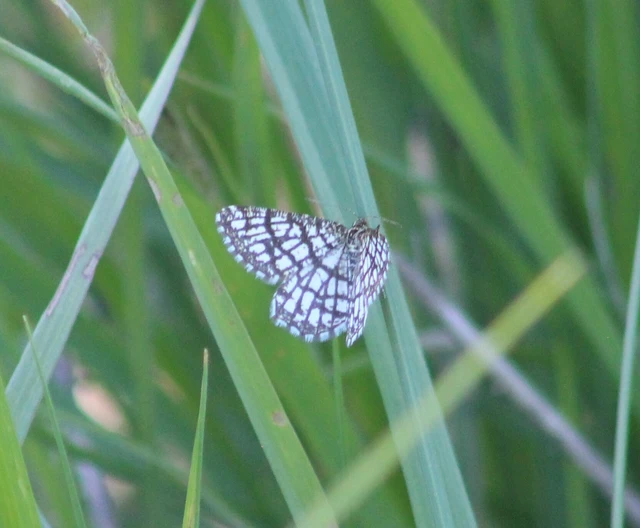 Chiasmia clathrata - rácsos rétiaraszoló