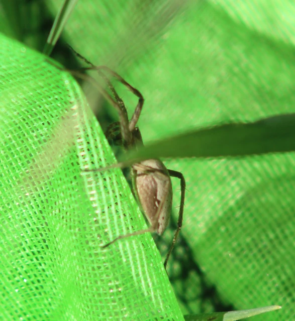 Pisaura mirabilis - csodáspók