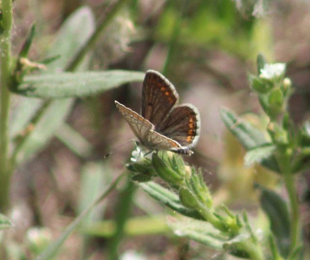Aricia agestis - szerecsenboglárka