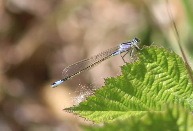 Ischnura elegans pontica - kéköves légivadász