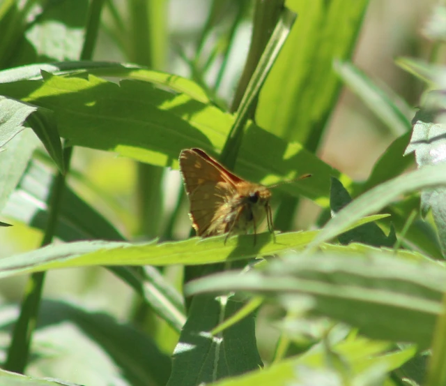 Ochlodes sylvanus - erdei busalepke