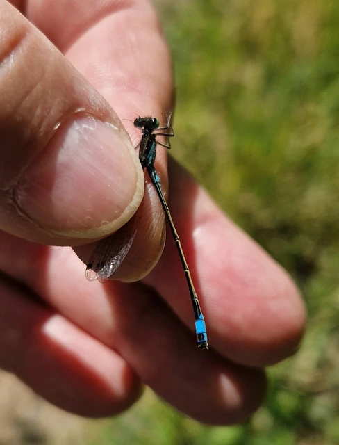 Ischnura elegans pontica - kéköves légivadász
