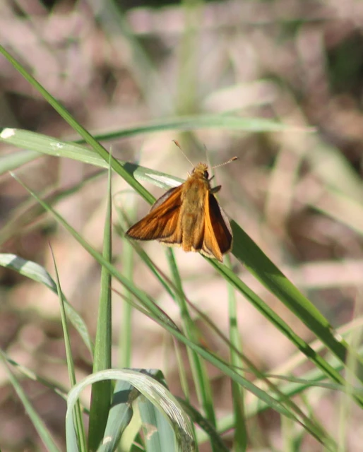 Ochlodes sylvanus - erdei busalepke
