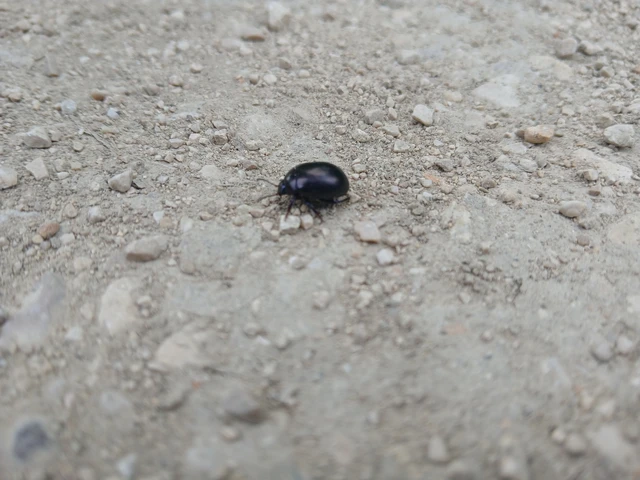 Chrysolina sturmi - vöröslábú levelész
