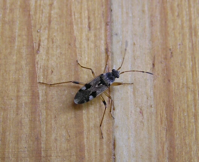Beosus maritimus - homoki bodobács