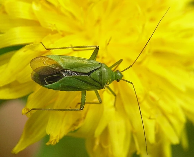 Calocoris affinis Calocoris affinis