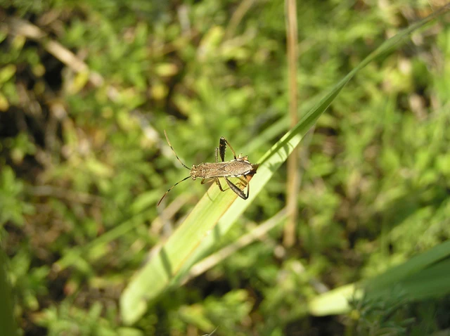 Camptopus lateralis - görbelábú karimáspoloska