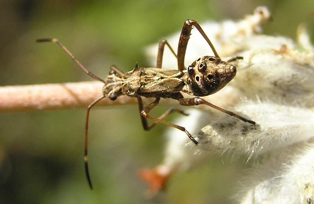 Camptopus lateralis - görbelábú karimáspoloska