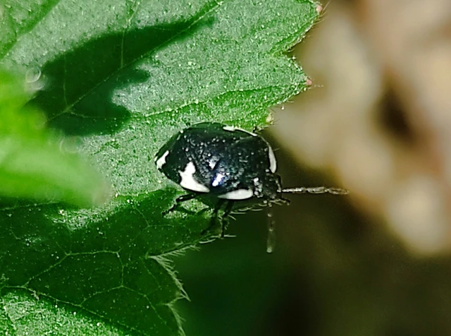 Tritomegas sexmaculatus - hatfoltos földipoloska