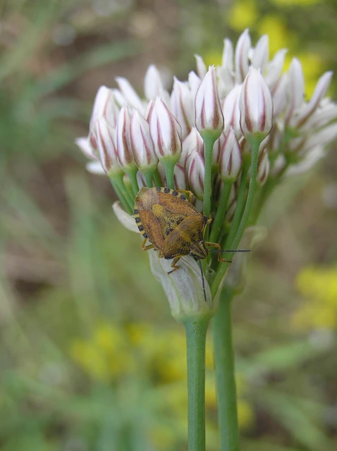 Carpocoris Carpocoris