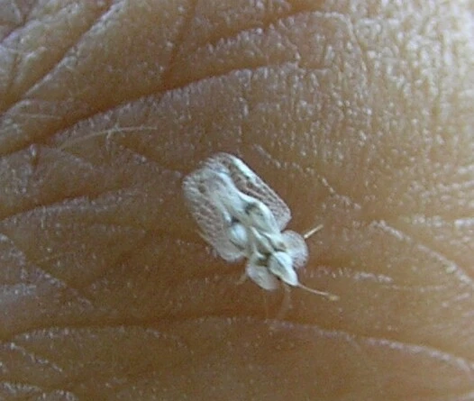 Corythucha ciliata - platán-csipkéspoloska