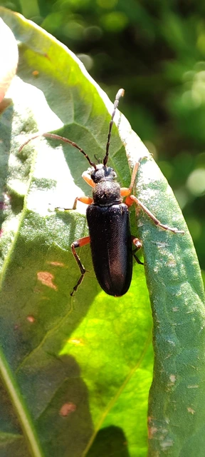 Cortodera villosa - bozontos cserjecincér