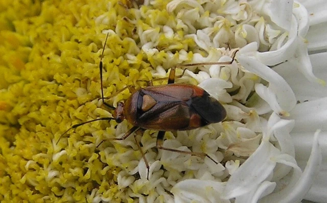 Deraeocoris