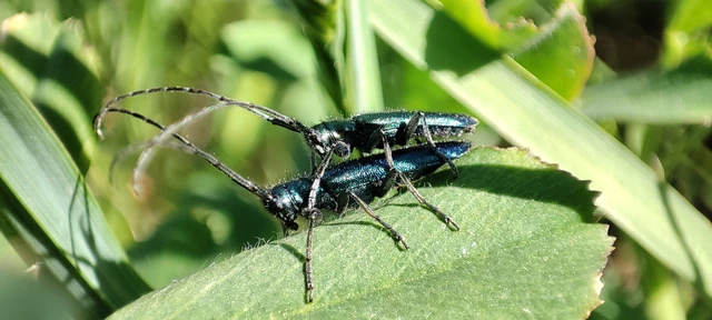 Agapanthia violacea - kék somkórócincér