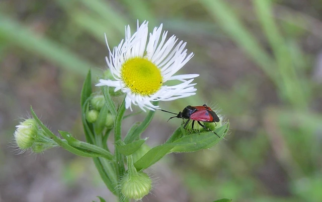 Deraeocoris rutilus - cinóber mezeipoloska
