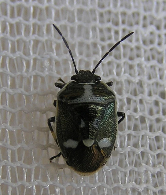 Eurydema oleracea - paréjpoloska Eurydema oleracea - paréjpoloska