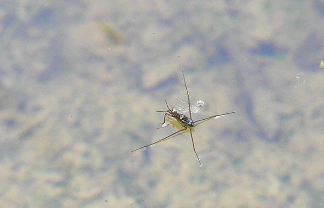 Gerridae - molnárpoloskák