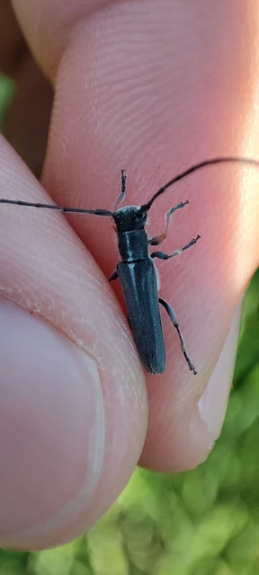 Phytoecia cylindrica - medvelapucincér