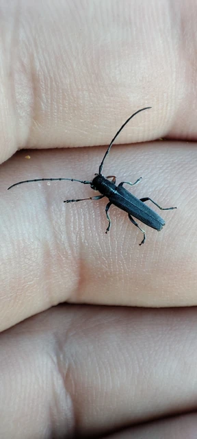 Phytoecia cylindrica - medvelapucincér