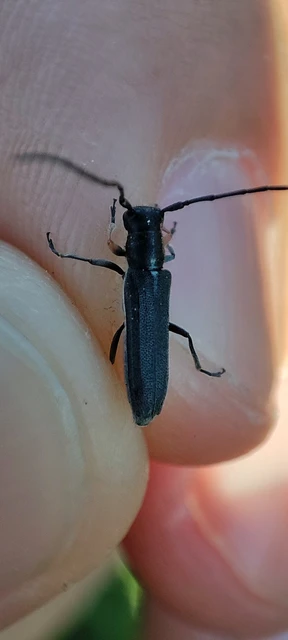 Phytoecia cylindrica - medvelapucincér