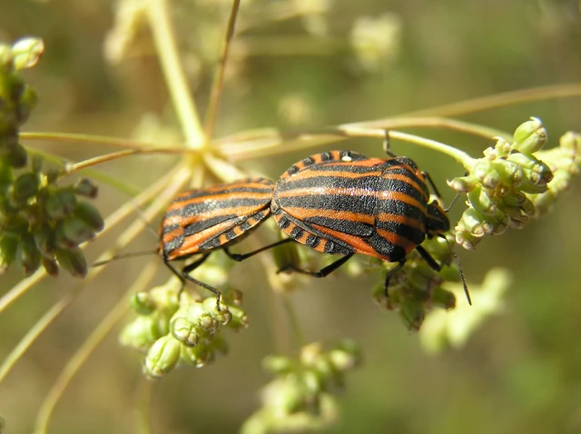 Graphosoma italicum - csíkos pajzsospoloska