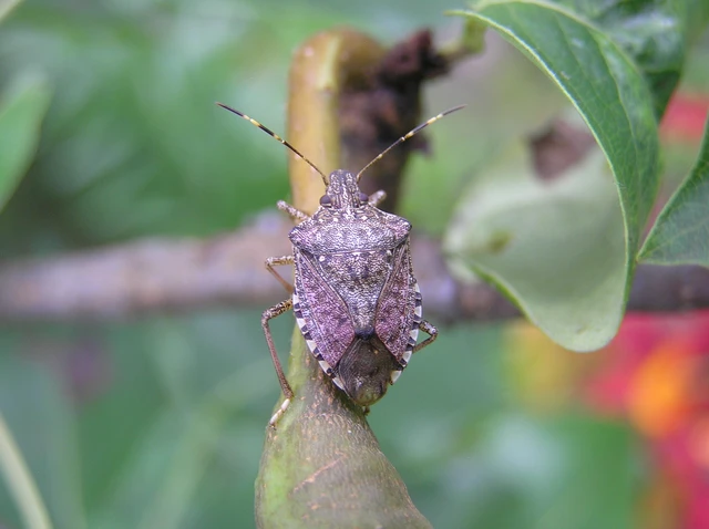 Halyomorpha halys - ázsiai márványospoloska