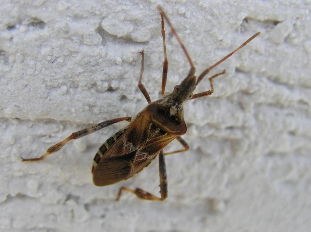 Leptoglossus occidentalis - nyugati levéllábú poloska Leptoglossus occidentalis - nyugati levéllábú poloska