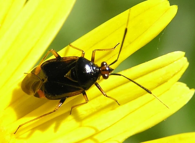 Deraeocoris ruber - vöröses mezeipoloska