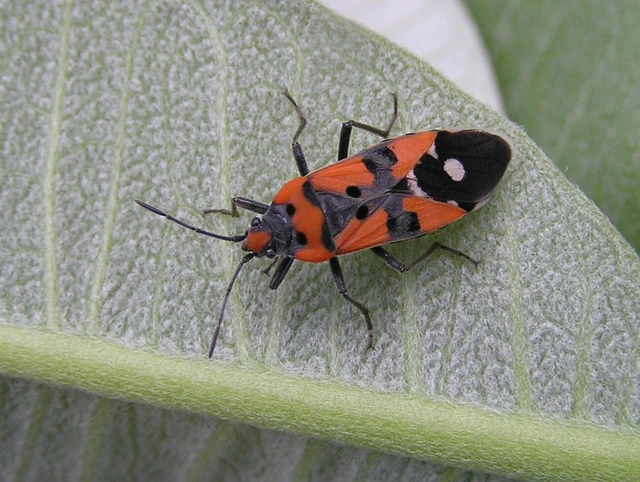 Lygaeus equestris/simulans