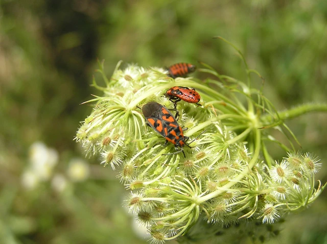 Spilostethus saxatilis - virágbodobács