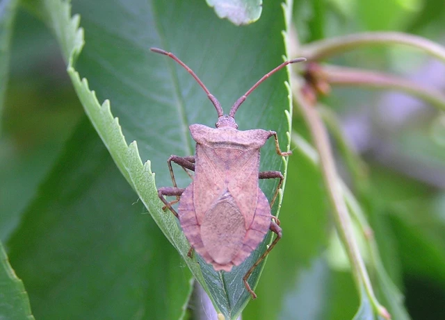 Coreus marginatus - közönséges karimáspoloska