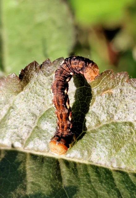 Erannis defoliaria - nagy téliaraszoló