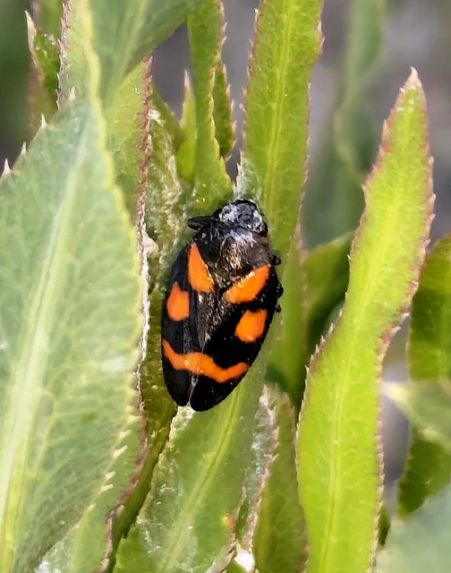 Cercopis